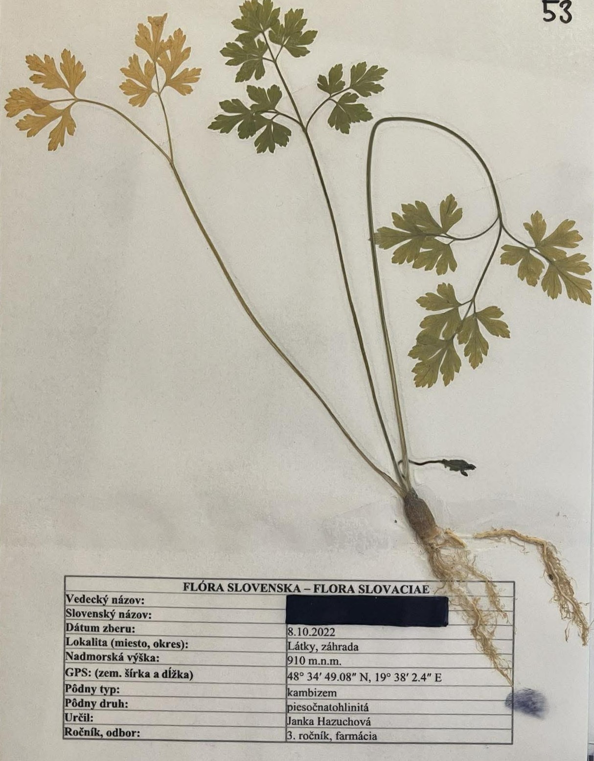 Rastlina Petroselinum crispum